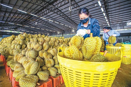 跨國果農 種植友誼的甜蜜果實